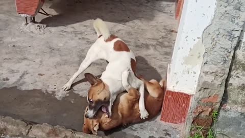 #Wonderfuldogs Play and Fight with Cesar Millan brakes up a dog fight! to brake up #dog #dogfight