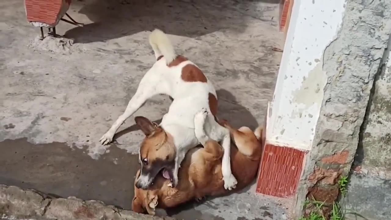 #Wonderfuldogs Play and Fight with Cesar Millan brakes up a dog fight! to brake up #dog #dogfight