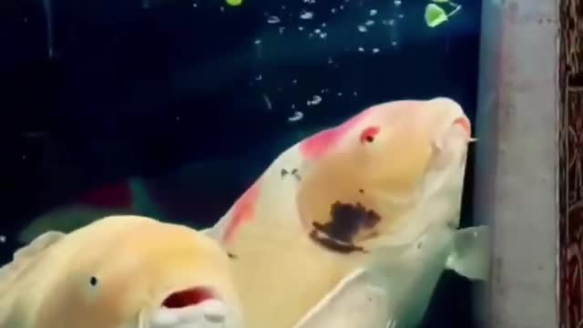 Duck in Big Koi Tank