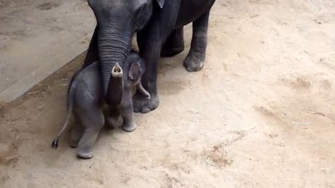 ZOO Praha - baby elephant - 9 days old