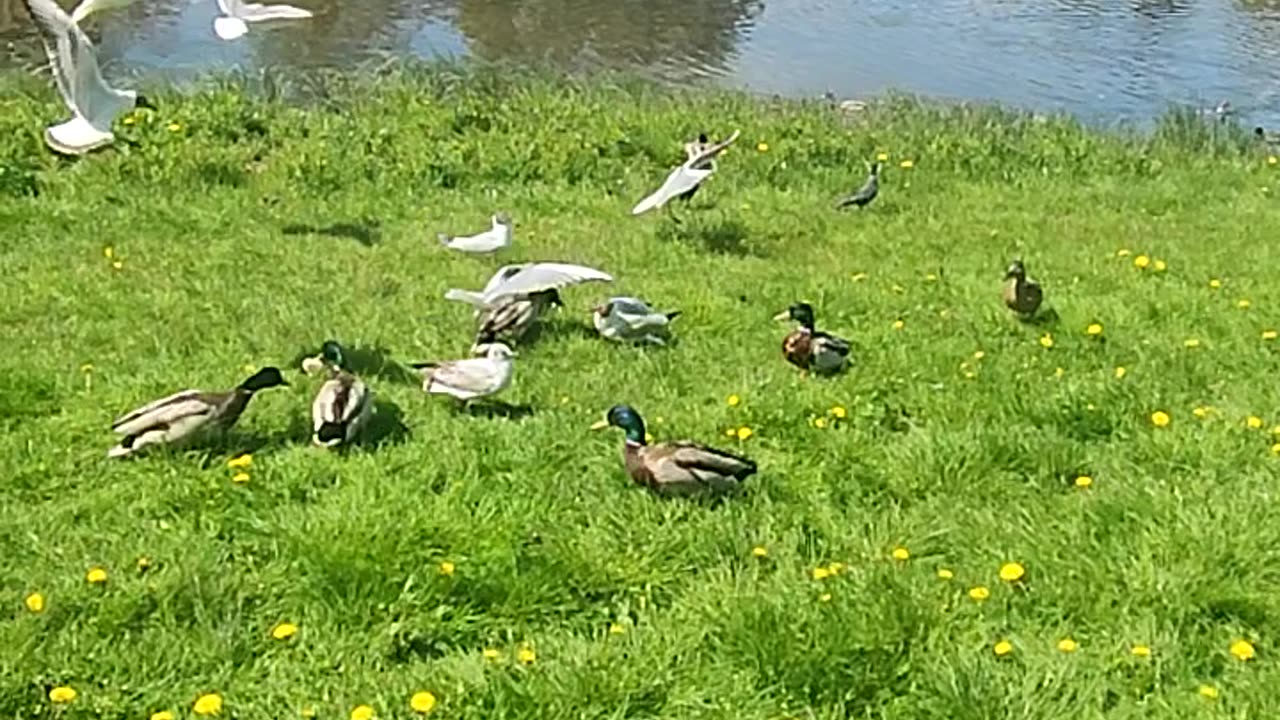 Feeding Ducks