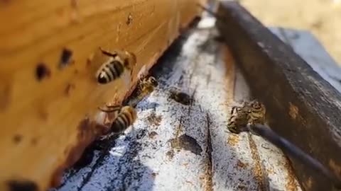 Undertaker bees recognize dead bees by chemical odors that develop in the