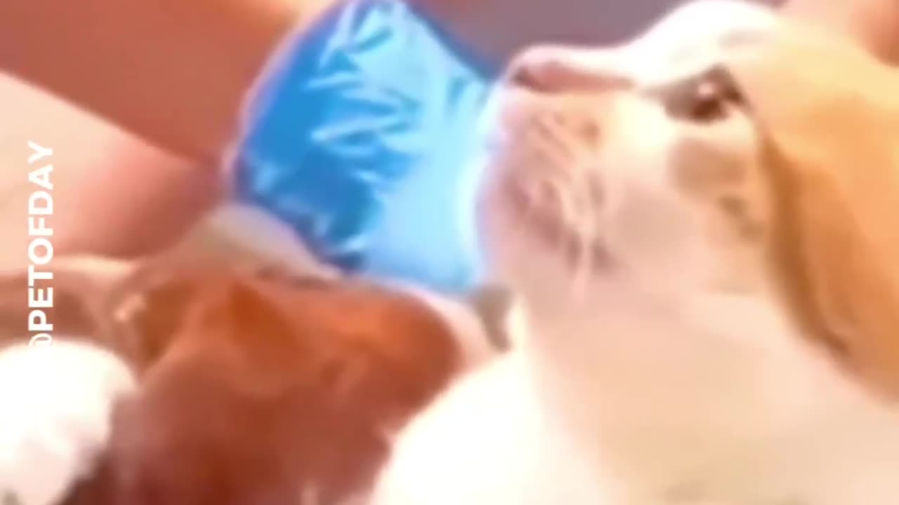 When Cats do conversation with human. That looks funny.