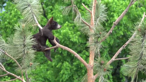 Ultimate Wild Animals Collection