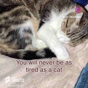 You'll never be as tired as a cat