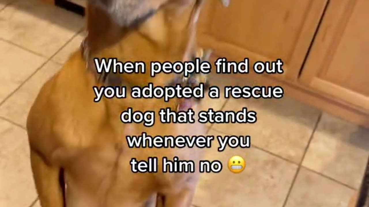 When people find out you adopted a rescue dog that stands whenever you tell him no