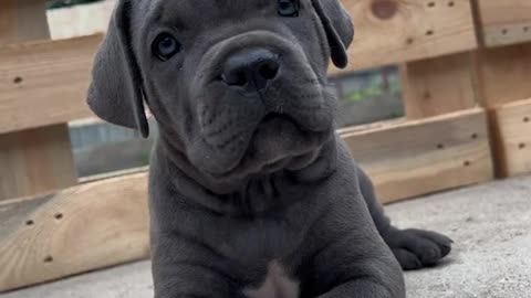 Cane Corso❤️