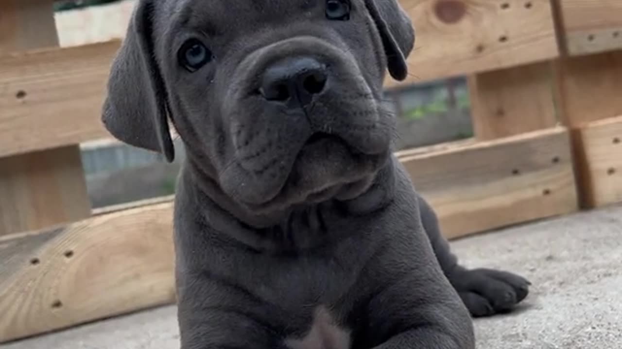 Cane Corso❤️