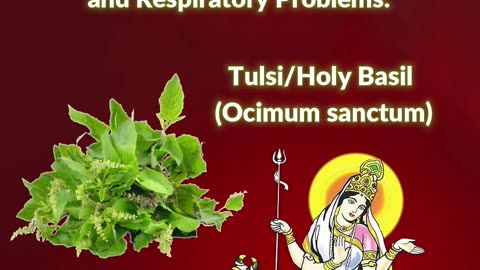 Jai Maa Mahagauri - Navratri Day 8 | Tulsi / Holy Basil (Ocimum Sanctum) Benefits- Associated Herb