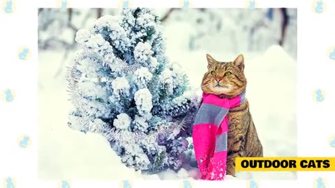 Cats and cold weather