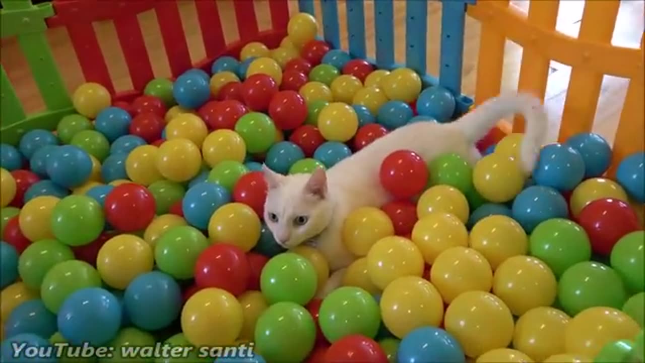 Two Cats and 500 Balls | Cats playing with Balls