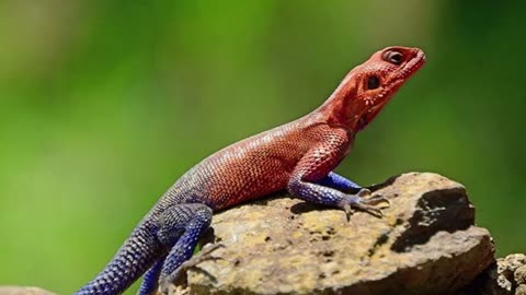 Fascinating Agama Lizard Facts