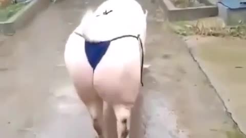 A sexy pig