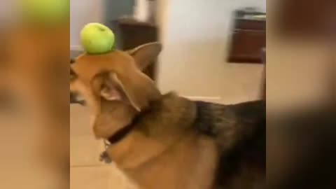 Funny animals - Funny cats / dogs - Funny animal videos 2023