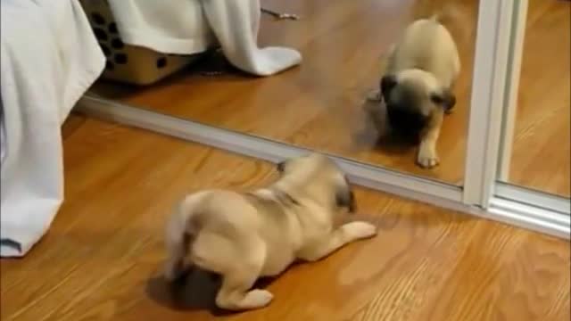 Top 10 Funny and Cute Dog Videos