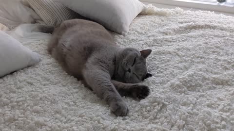 Best Funny Animal Videos Of The 2023 🤣 - Funniest Cats And Dogs Videos 😺😍