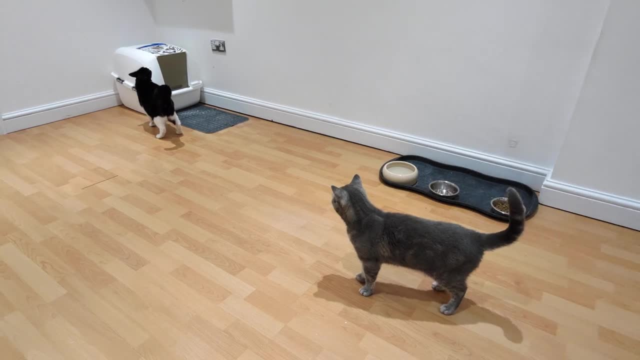 Hyper Cat Runs Into Wall