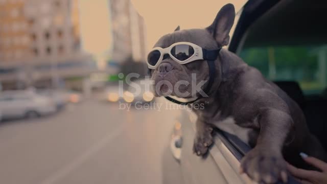 cute French Bulldog with protective eyewear enjoying the car ride stock video