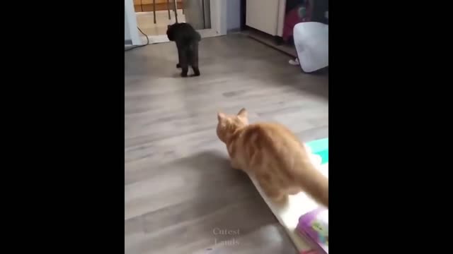 Funniest Cats 😹 - Don't try to hold back Laughter 😂