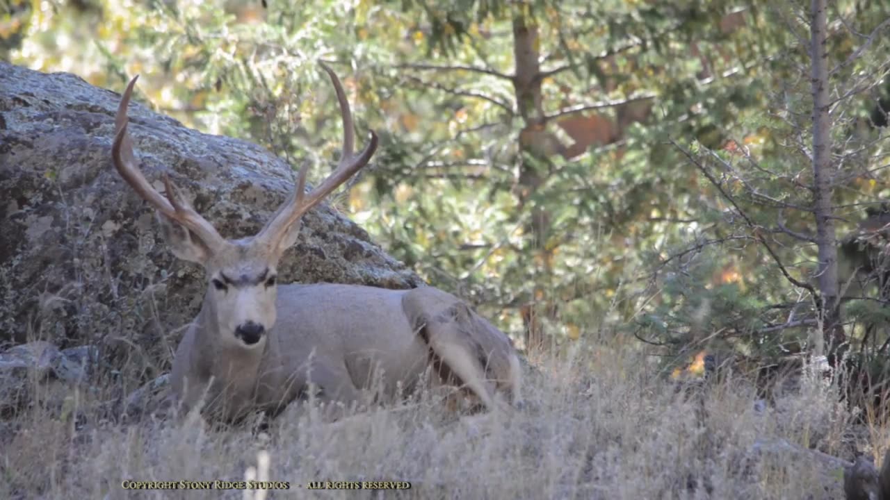 Buck Mule Deer