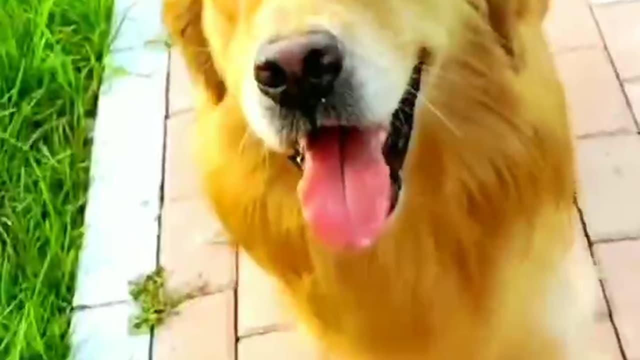 Cool golden retriever.