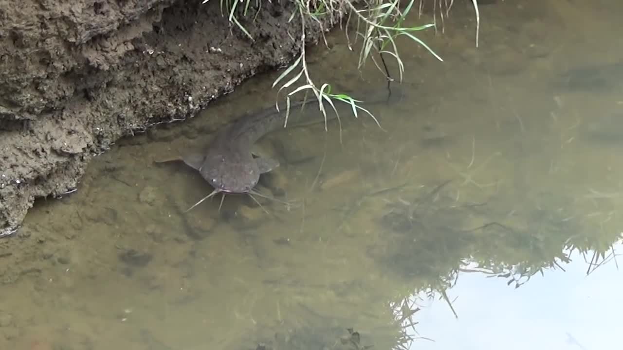 Hunting wild fish | Catch a lot of fish in the wild lake by using the big pump to suck the water-1