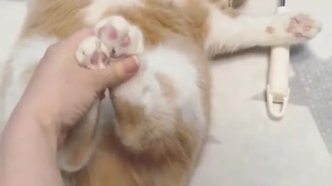 That's the most well-groomed cat I've ever seen