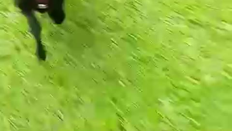 Ovejita corriendo