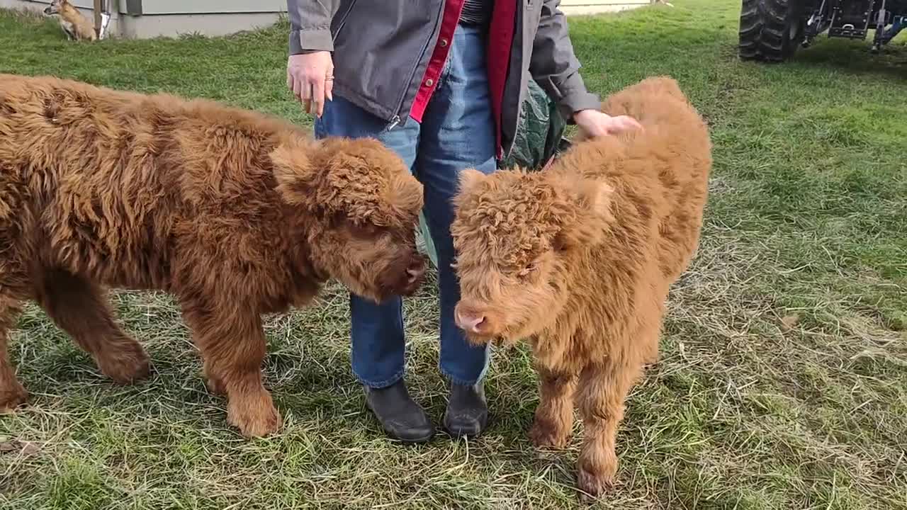 Highland Heifers