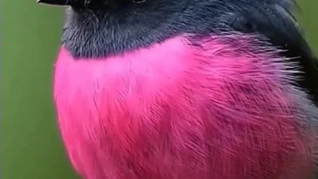 Pink Robin sings