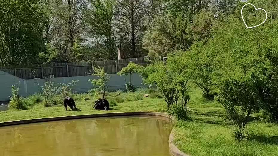 Monkeys vs Geese