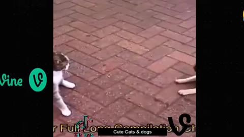 New funny animals funniest😂 cats dogs video😍🥰