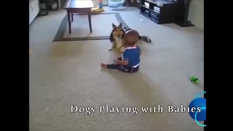 Dogs playing with babies