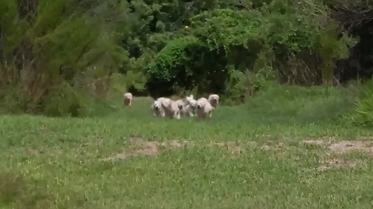 Adorable pack of Labrador puppy stampede