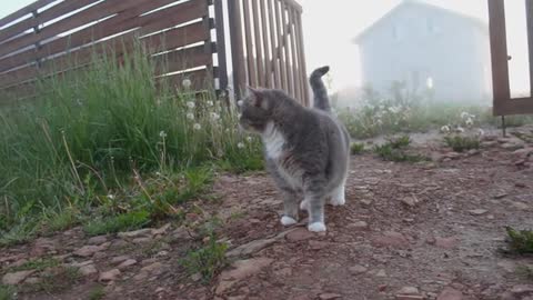 Dog play with cat 🙀