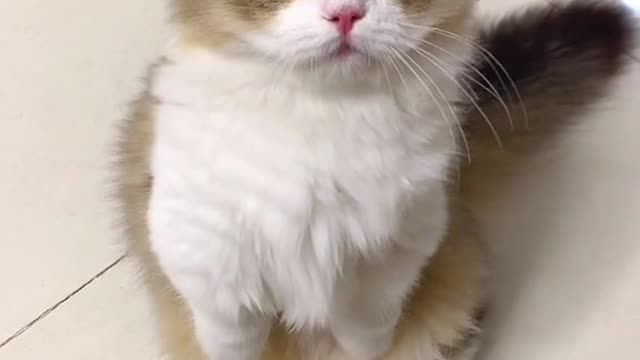 How hard the kitten is trying to grow tall The bantam cat