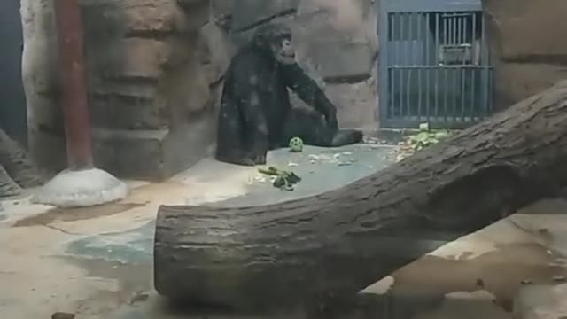 orangutans