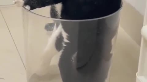 Cats can do anything 😾