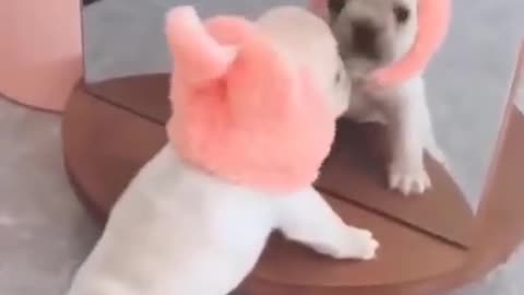 Cute Dog Looking Into The Mirror