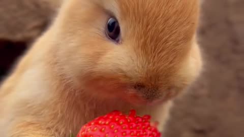 cutie bunny