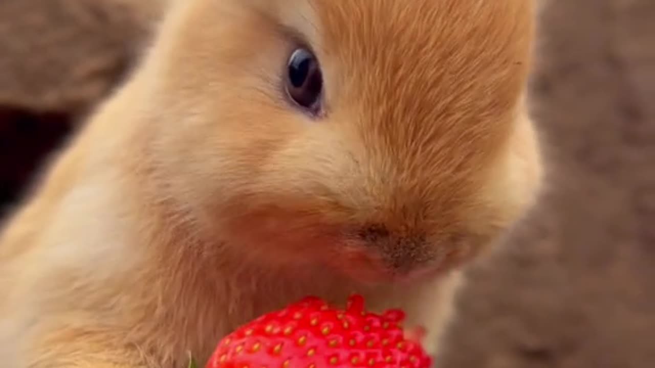 cutie bunny