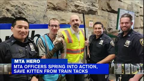 Kitten saved by officials from MTA train_1