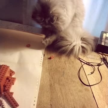 Cat loves lego.