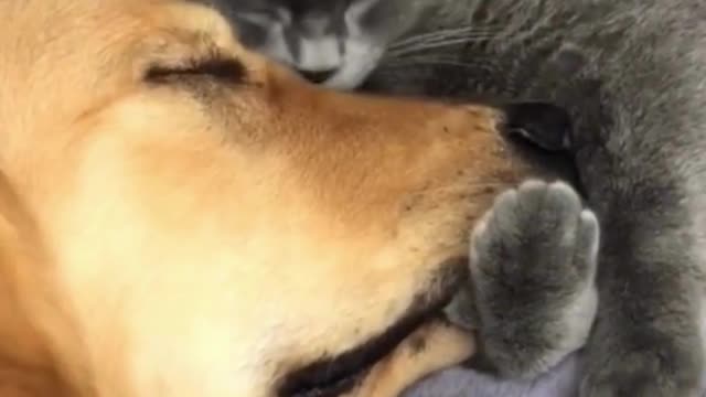 funny animals video