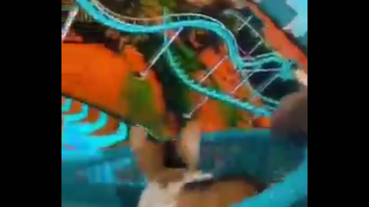 Cat funny video