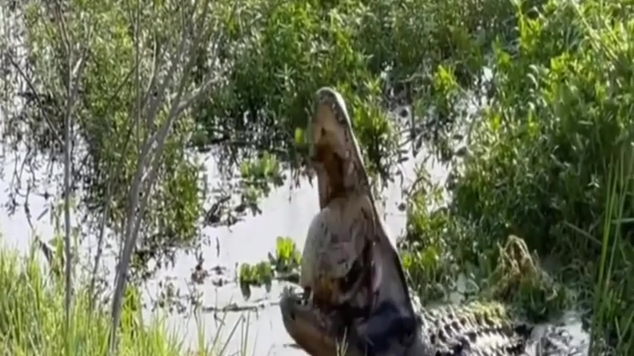 Alligator