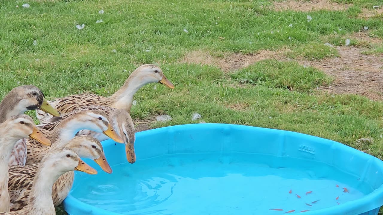 Unsure Ducks