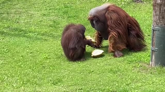 monkey