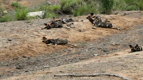 The Life Of An African Wild Painted Dog (Animal Documentary)