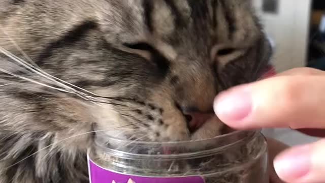 Cat Feasts On Catnip As Owner Tries To Stop Them